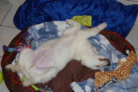 Le retour.. de la dinde