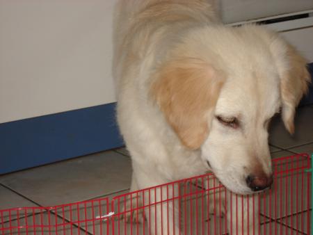 Regarder comme je veille bien sur eux 