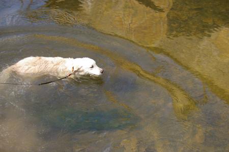 Un vrai petit poisson