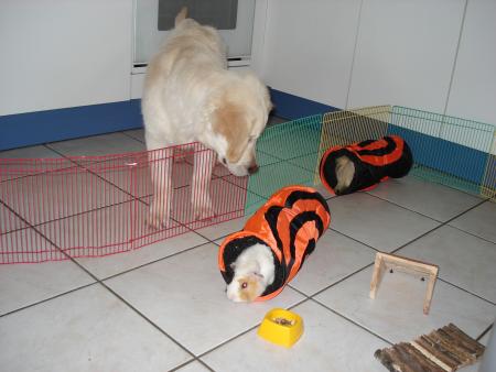 Ils aiment jouer � cahce-cache