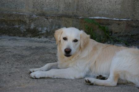 On dirai un pauvre petit malheur