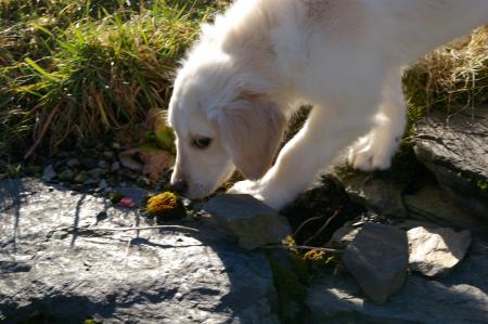 Mes premiers d�couverts dans le jardin..